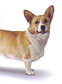 Corgi1